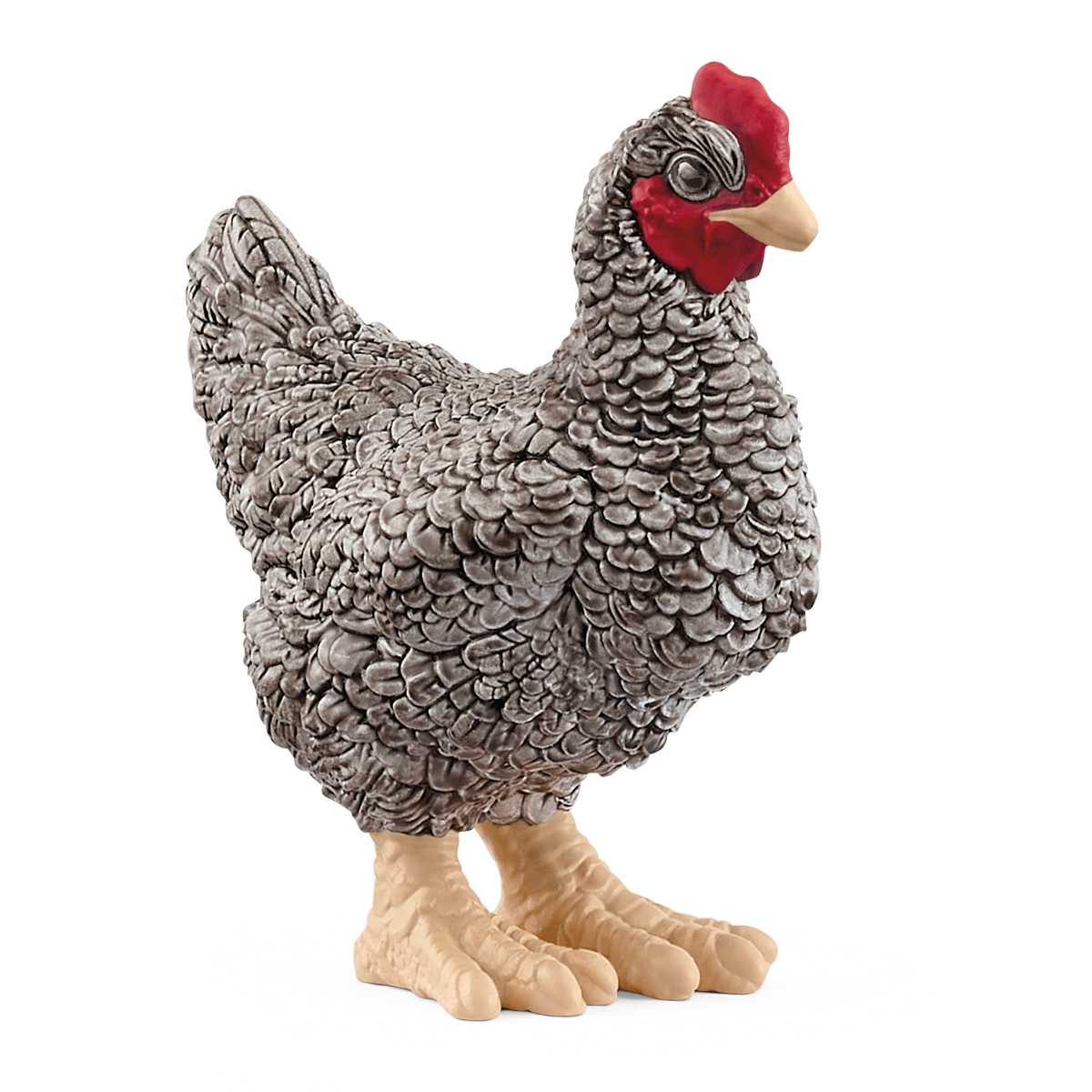 Plymouth Rock Chicken - 13997