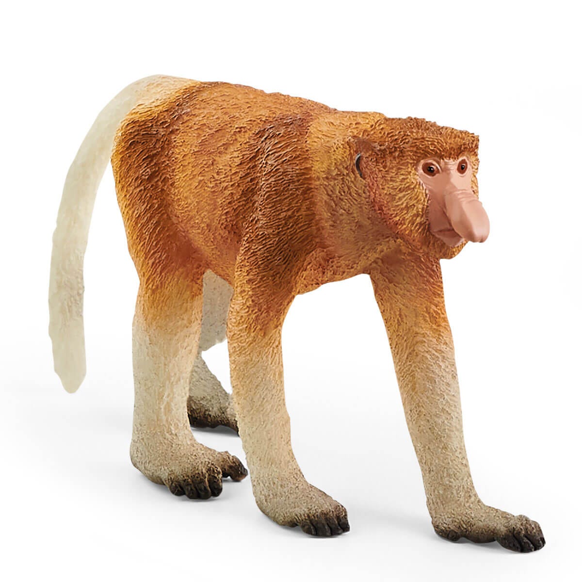 Proboscis Monkey - 14846