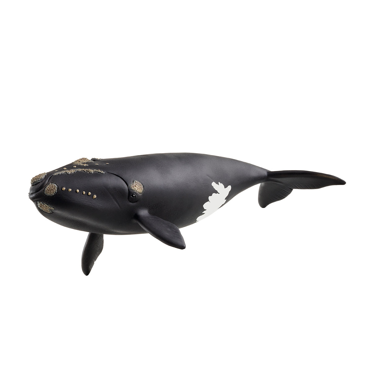 North Atlantic Right Whale - 14878