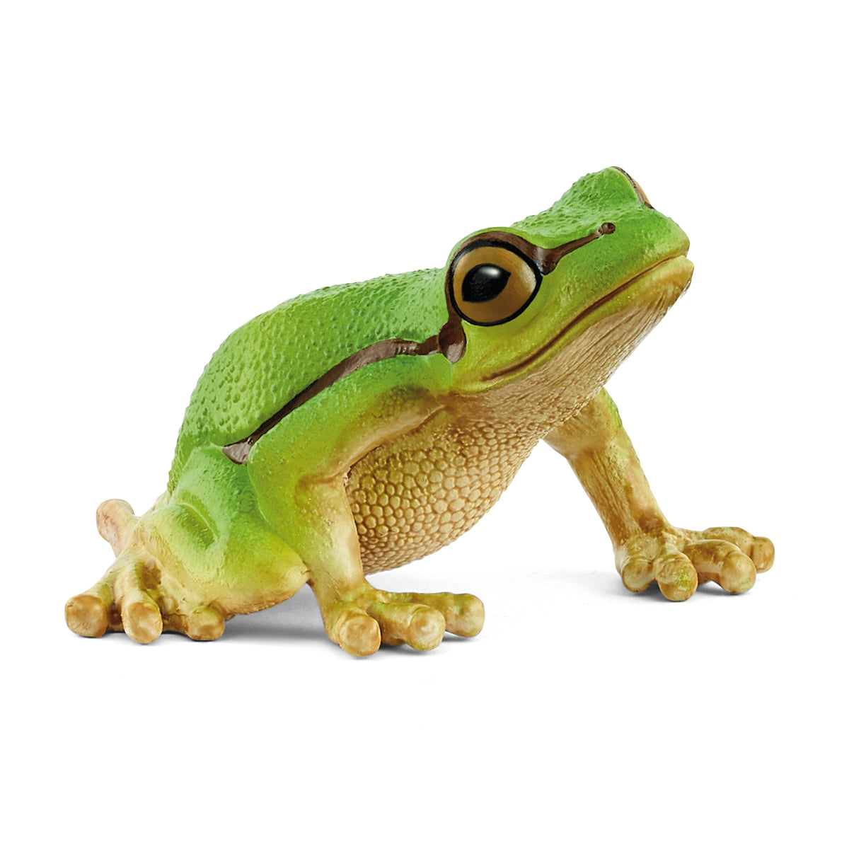European Tree Frog - 14882