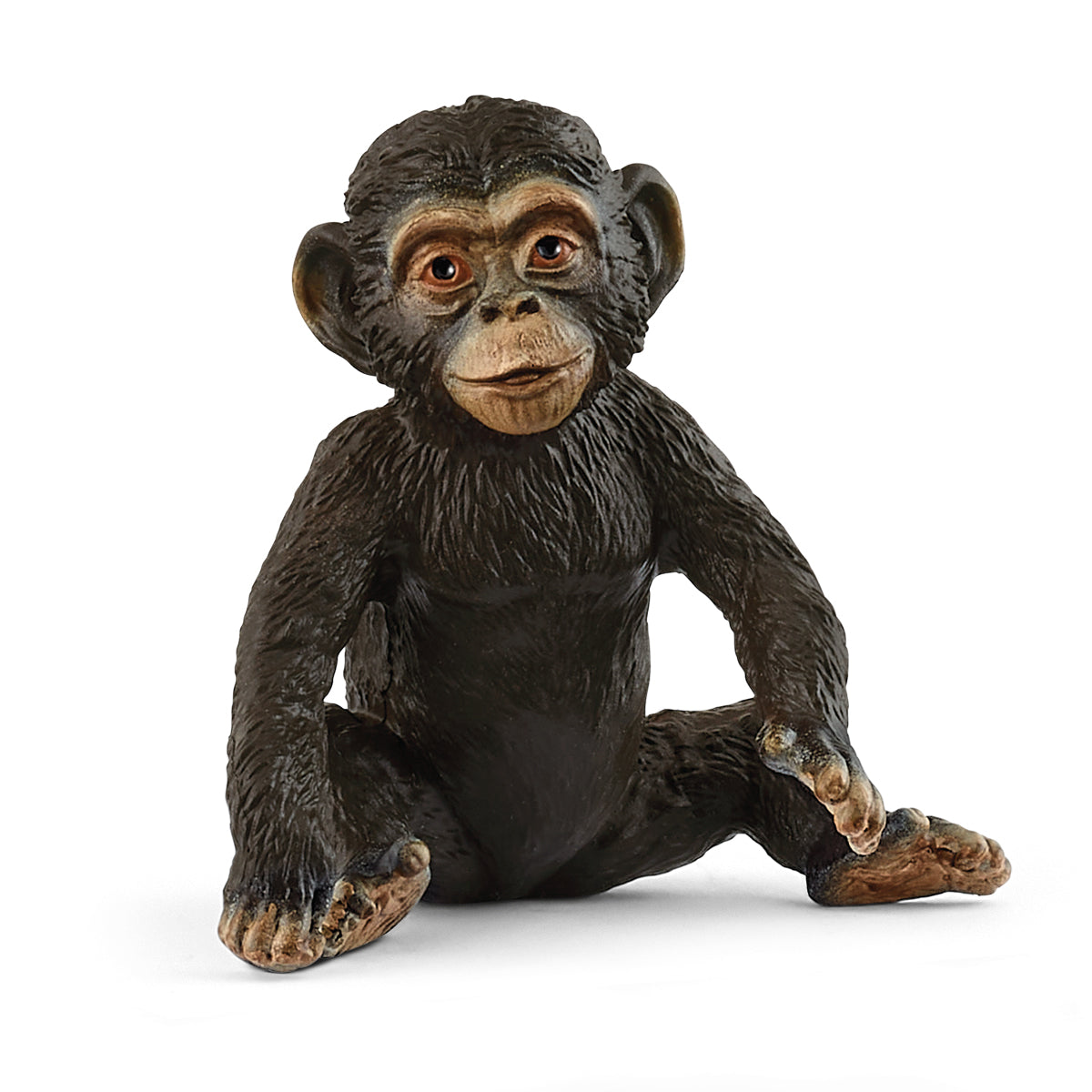 Chimpanzee Cub - 14884
