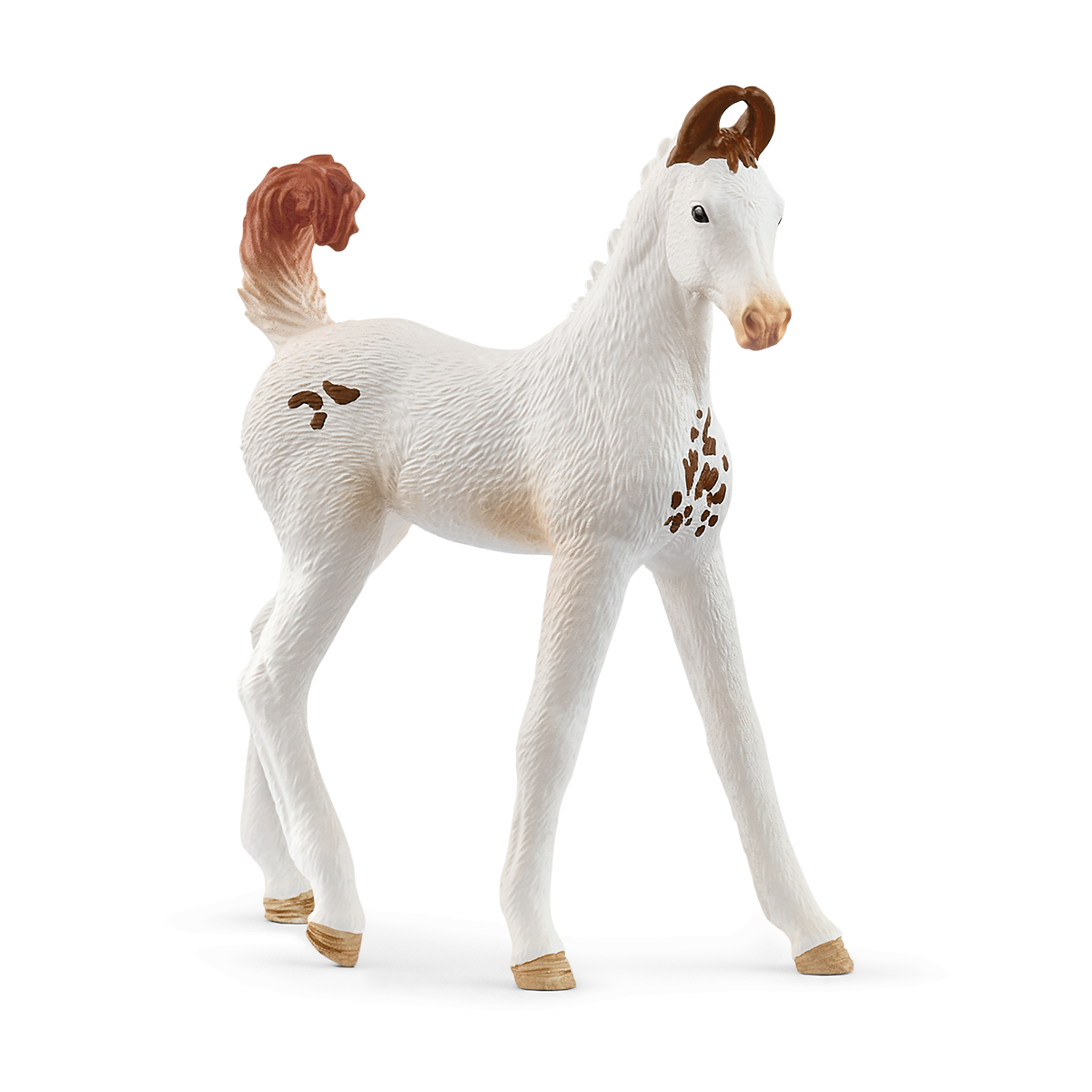 Marwari Foal - 14896