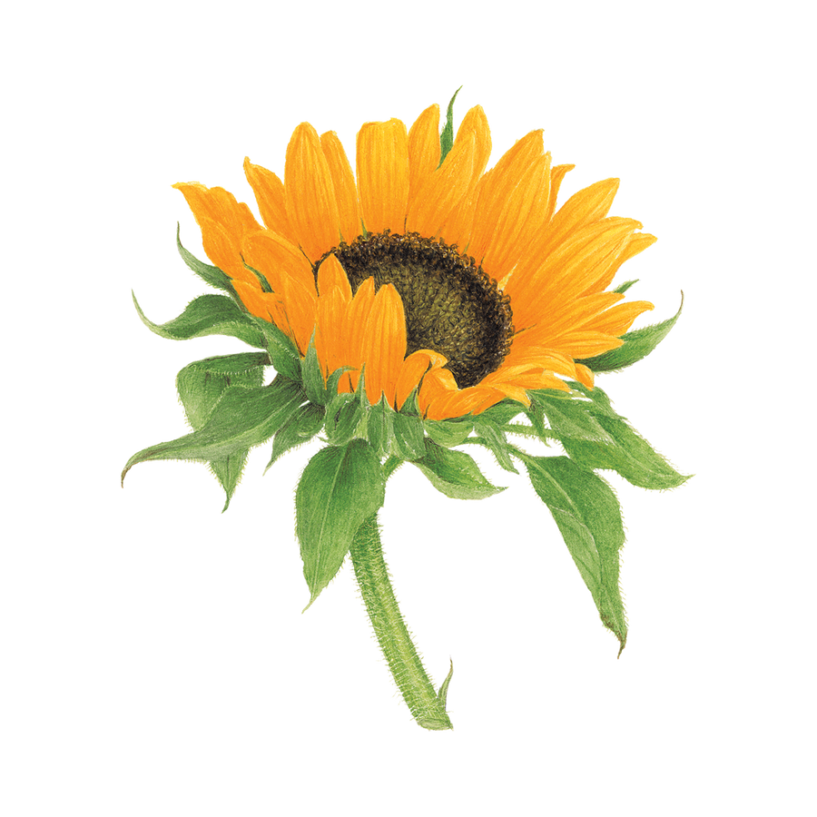 Tattoo - Sunflower - Tattly