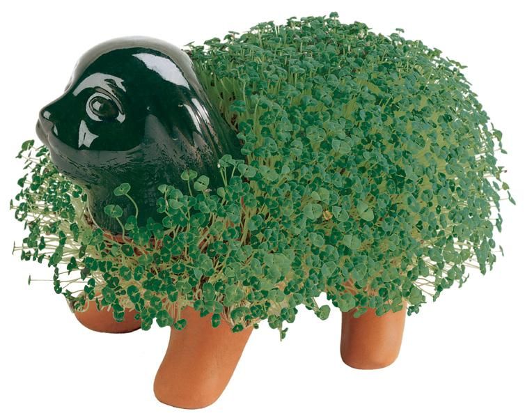 Chia Pet - Puppy