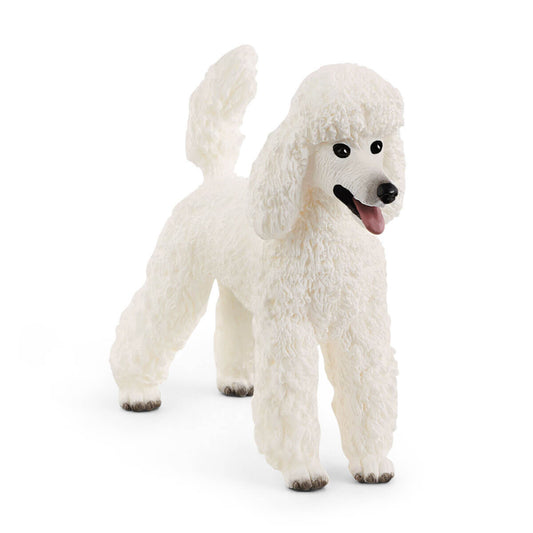 Poodle - 13917