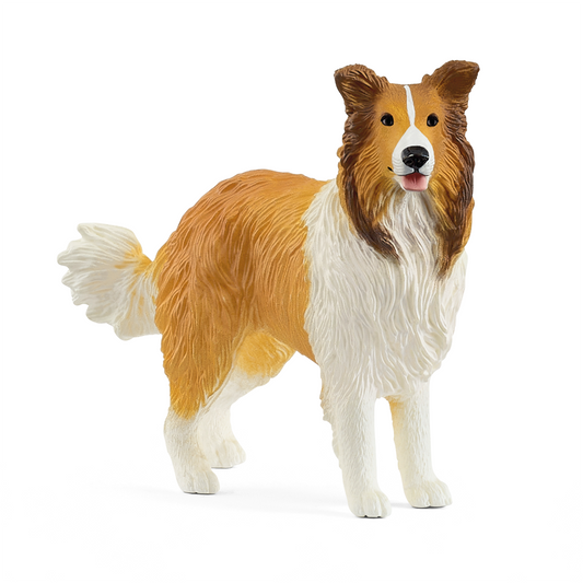 Collie - 13998