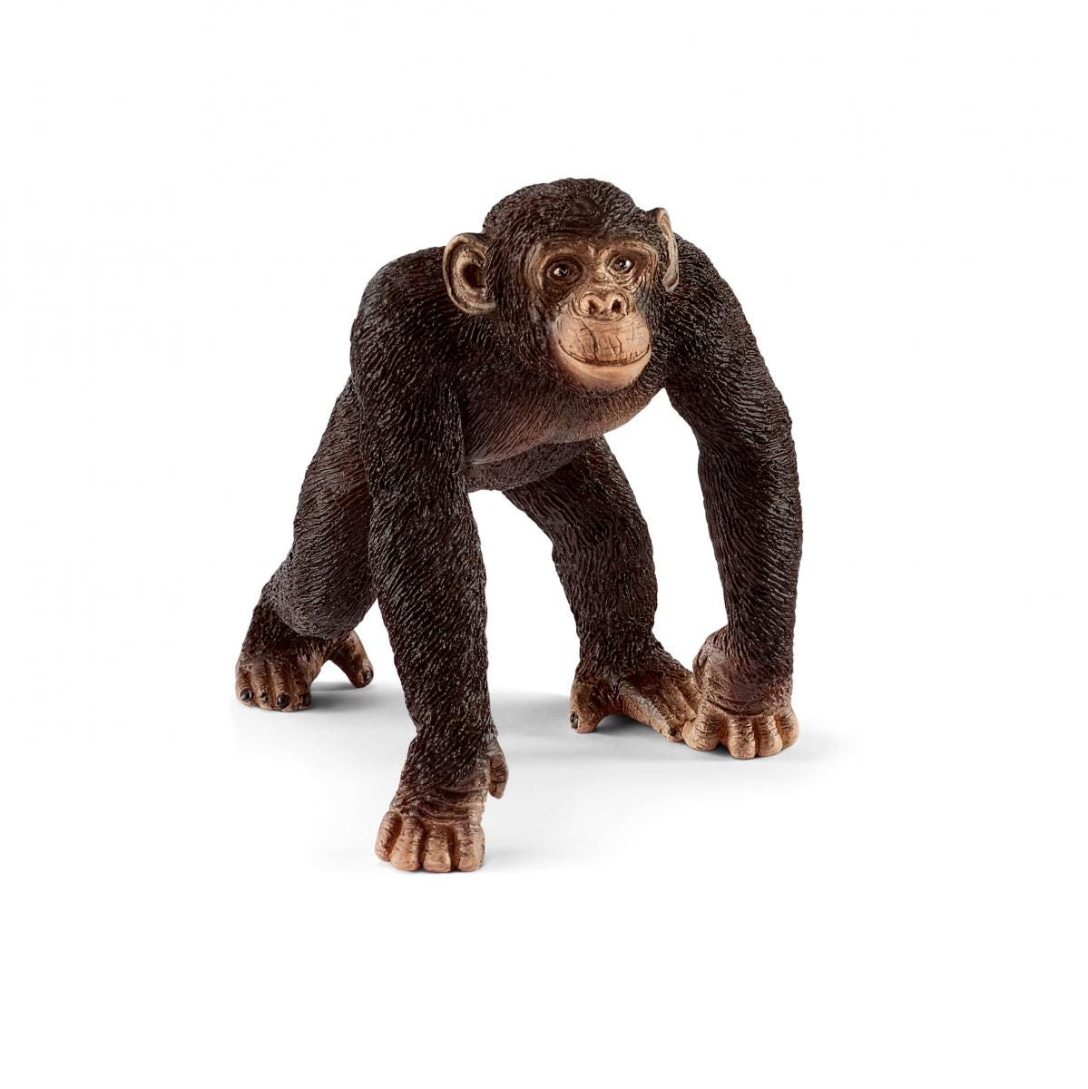 Chimpanzee Male - 14817
