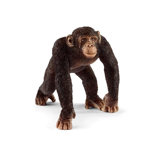 Chimpanzee Male - 14817