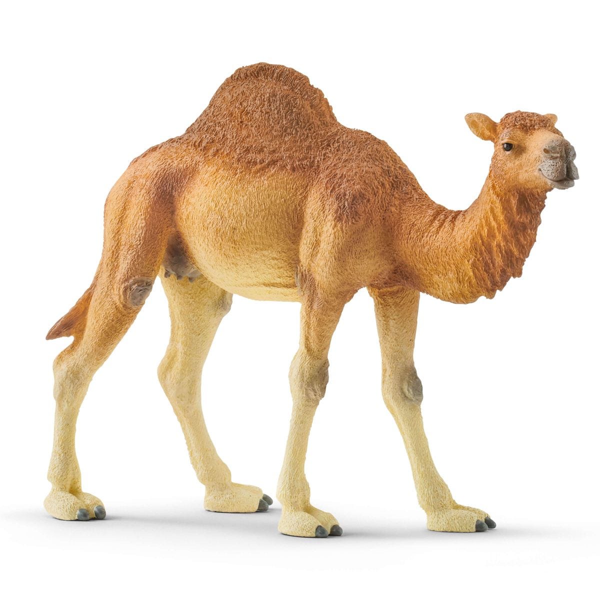 Dromedary Camel - 14832